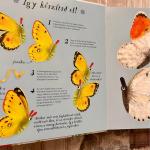 Vadonatúj Pillangót szárnyáról