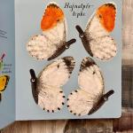 Vadonatúj Pillangót szárnyáról