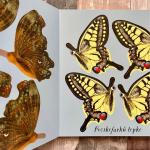 Vadonatúj Pillangót szárnyáról