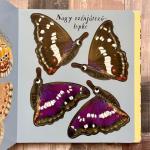 Vadonatúj Pillangót szárnyáról